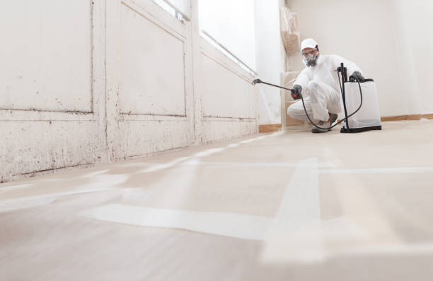 Black mold remediation team in Saint Bonifacius